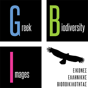 Greek Biodiversity Images